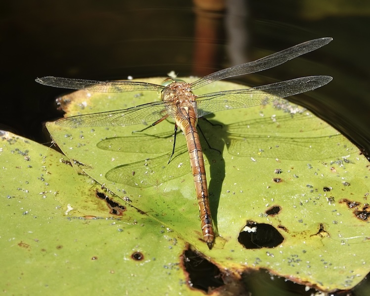 Norfolk hawker